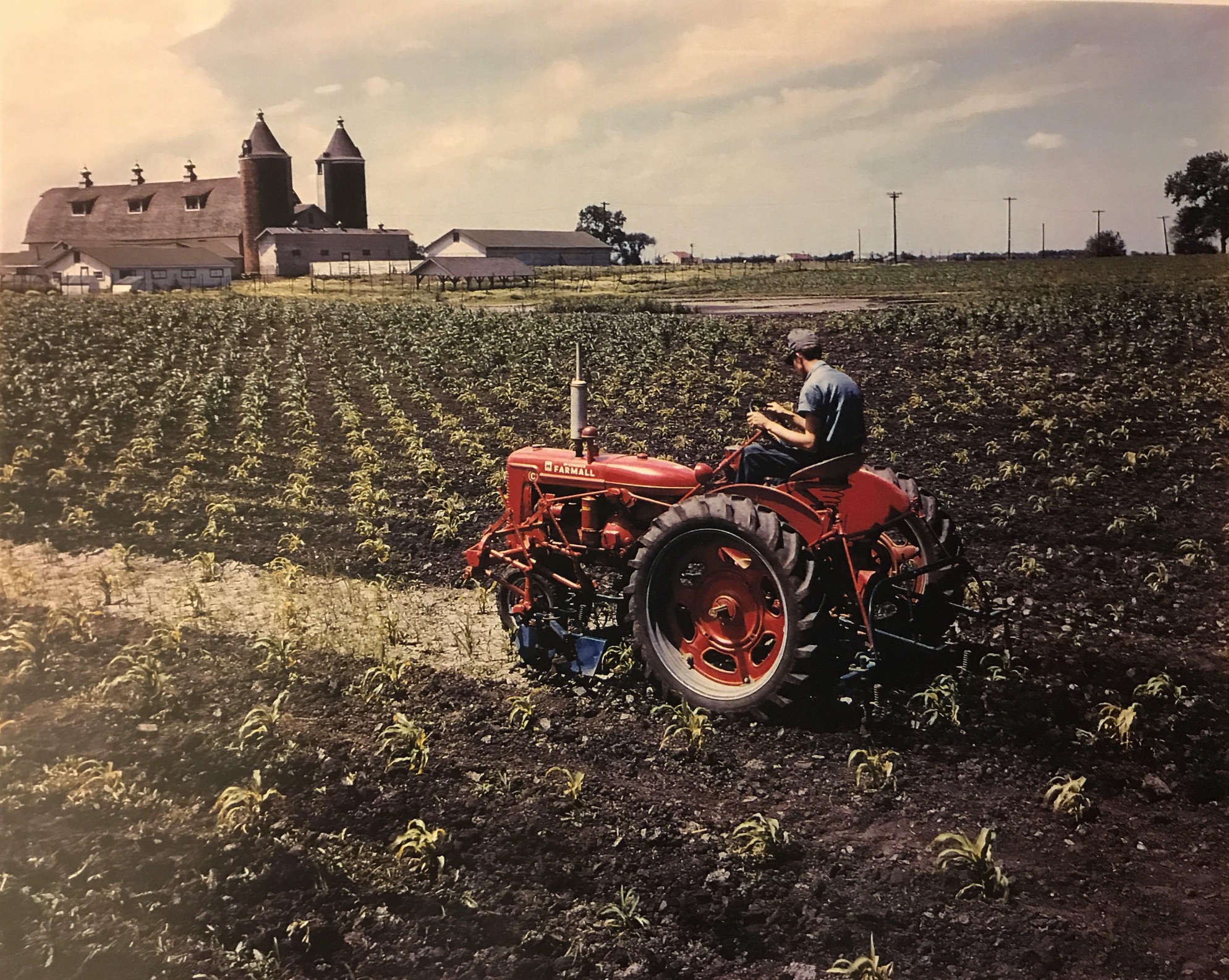 My grandpa cultivating his corn, sometime between 1945-1950 
